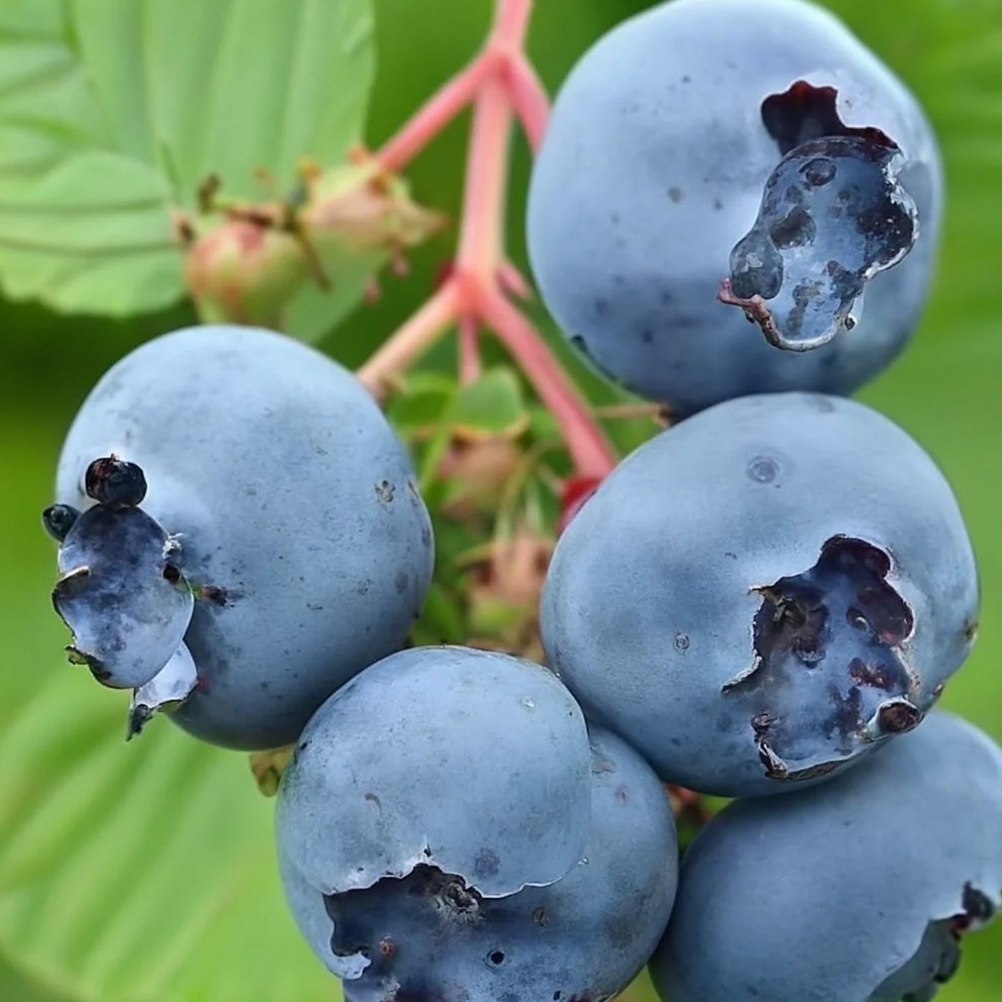 Blueberry Hortblue Petite