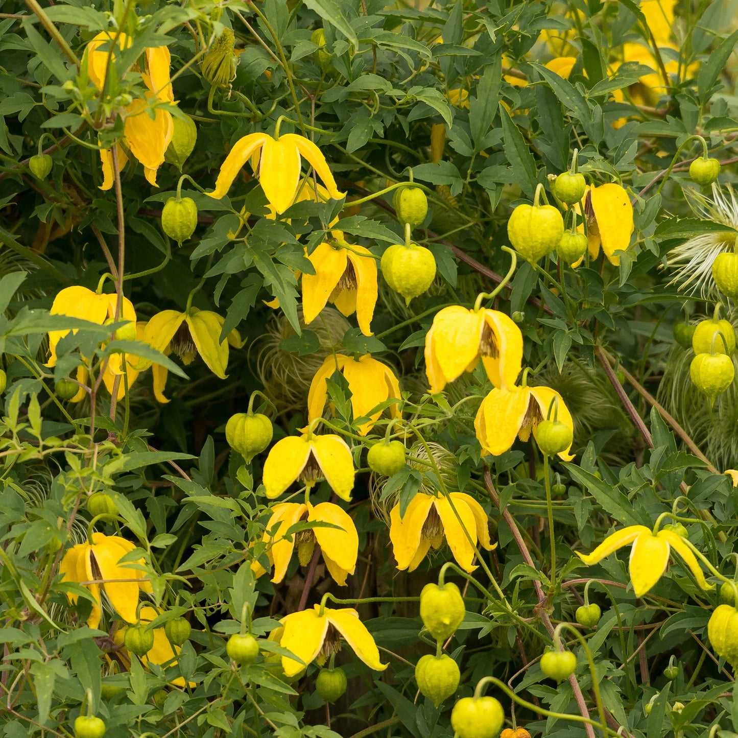 Clematis Tangutica