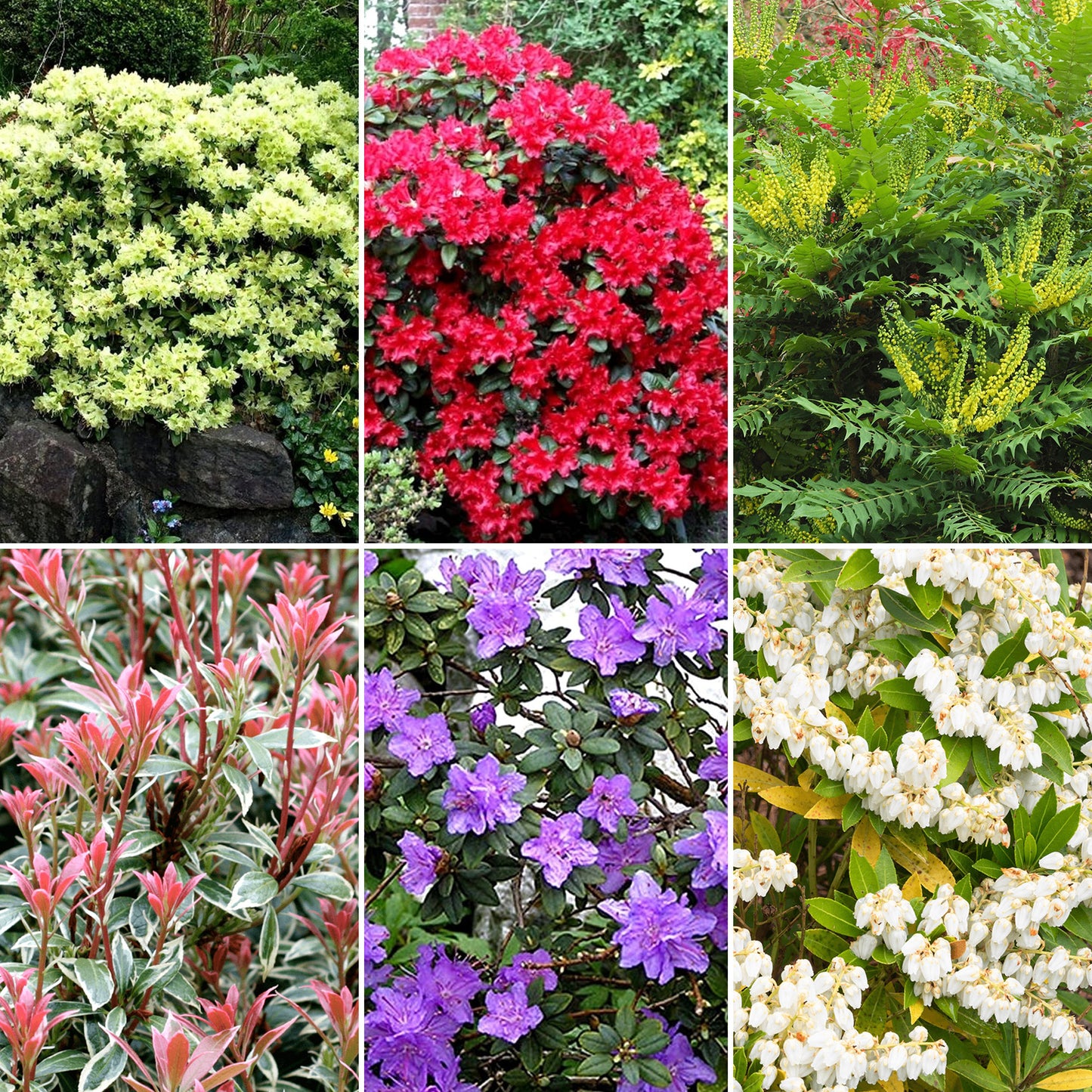 Evergreen Shrub Mix (9cm, Pack of 5)