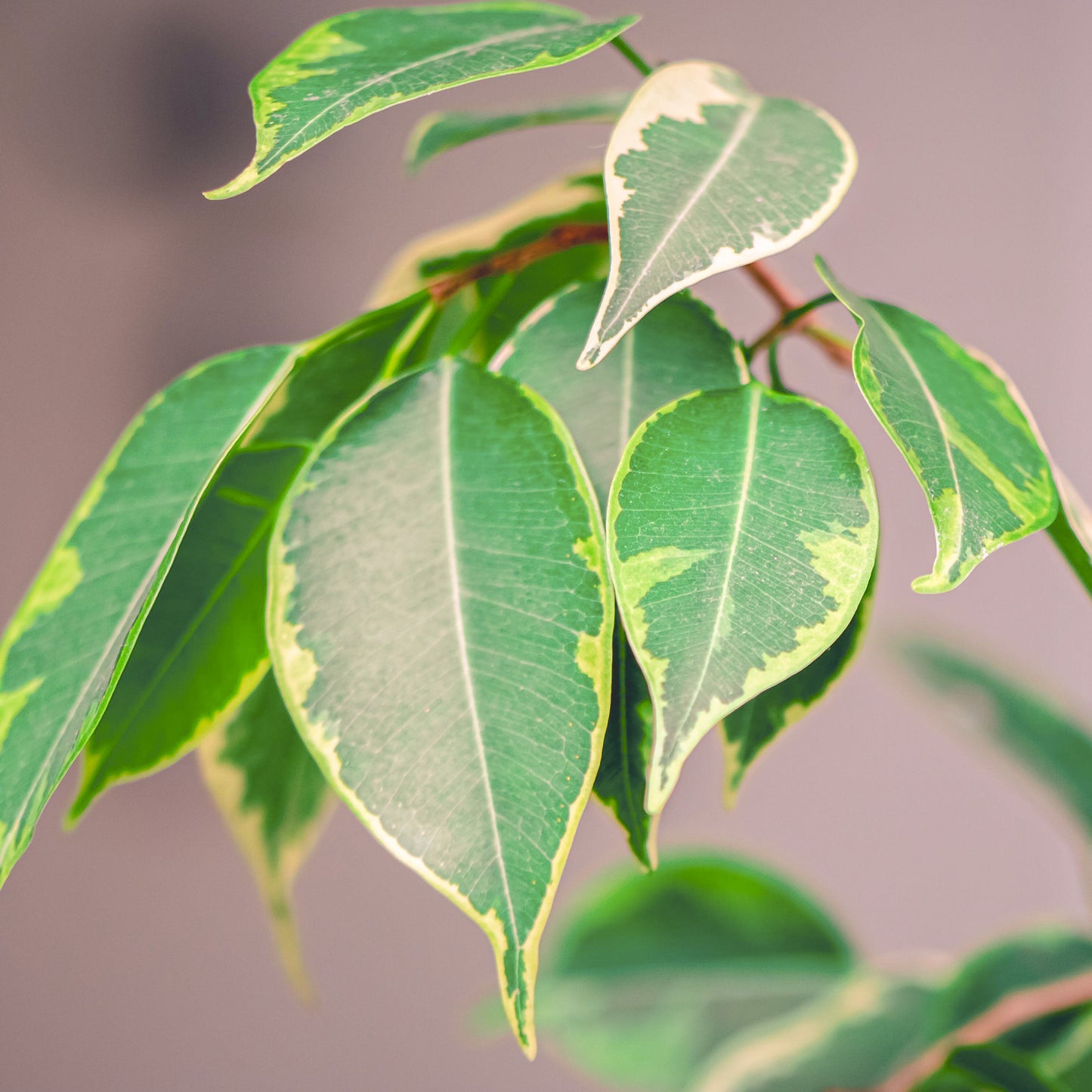 Ficus benjamina Golden King (12cm) V1