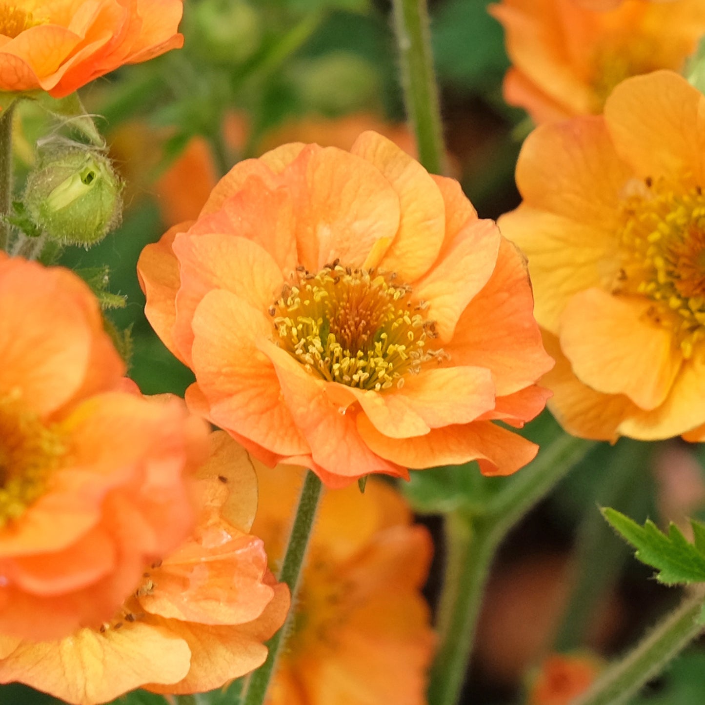 Geum Totally Tangerine
