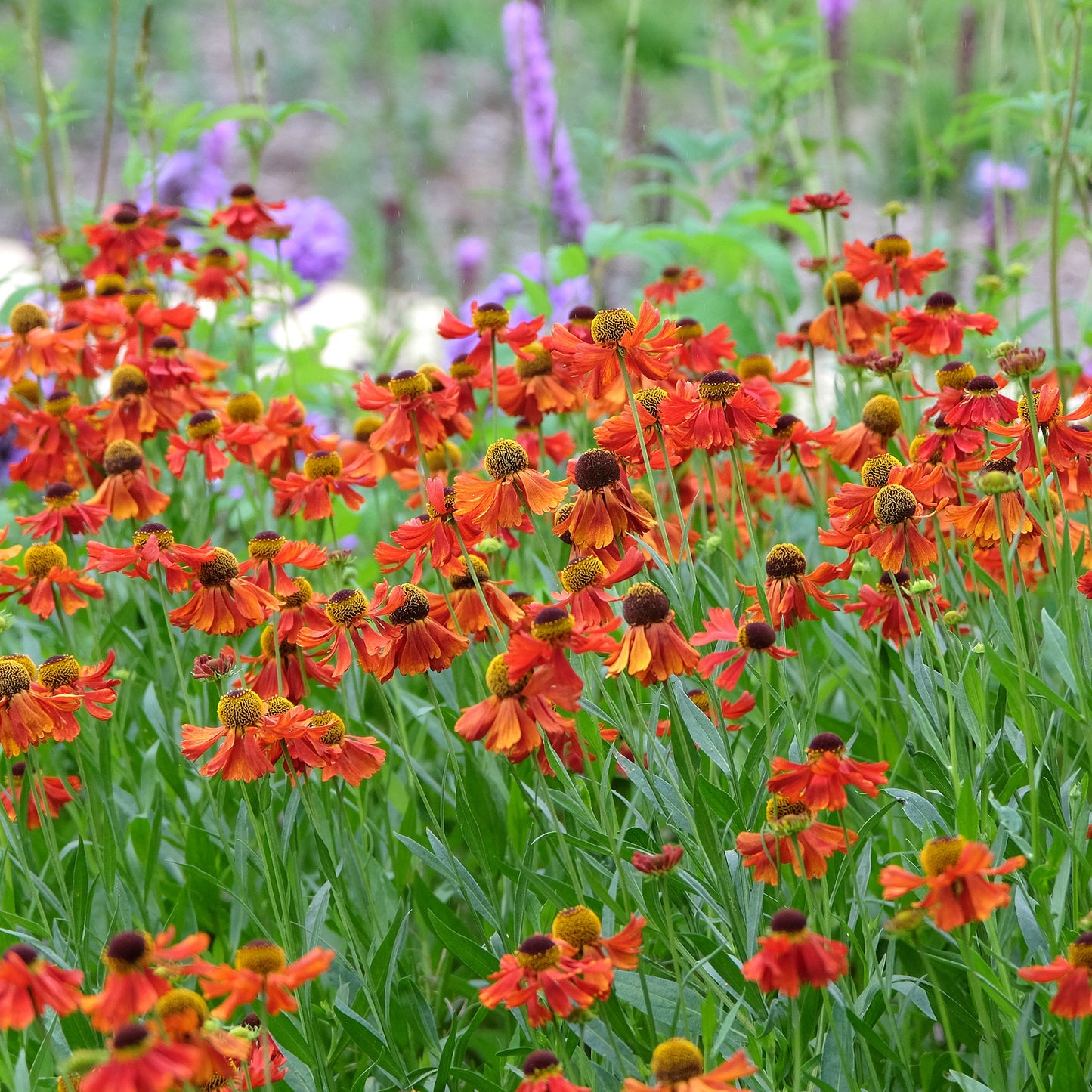 Helenium Moerheim Beauty