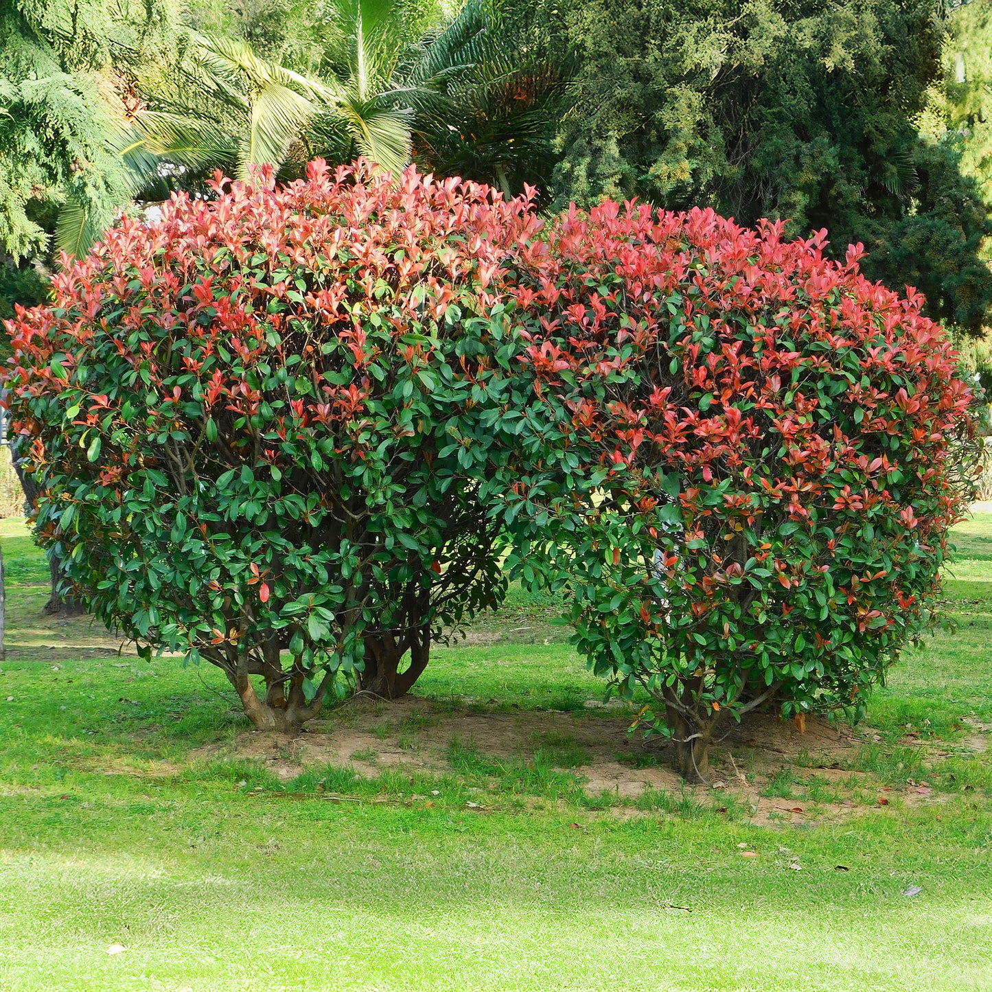 Photinia Red Robin (9cm)