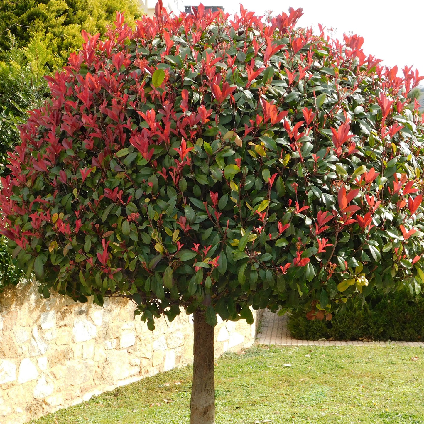 Photinia Red Robin (9cm)