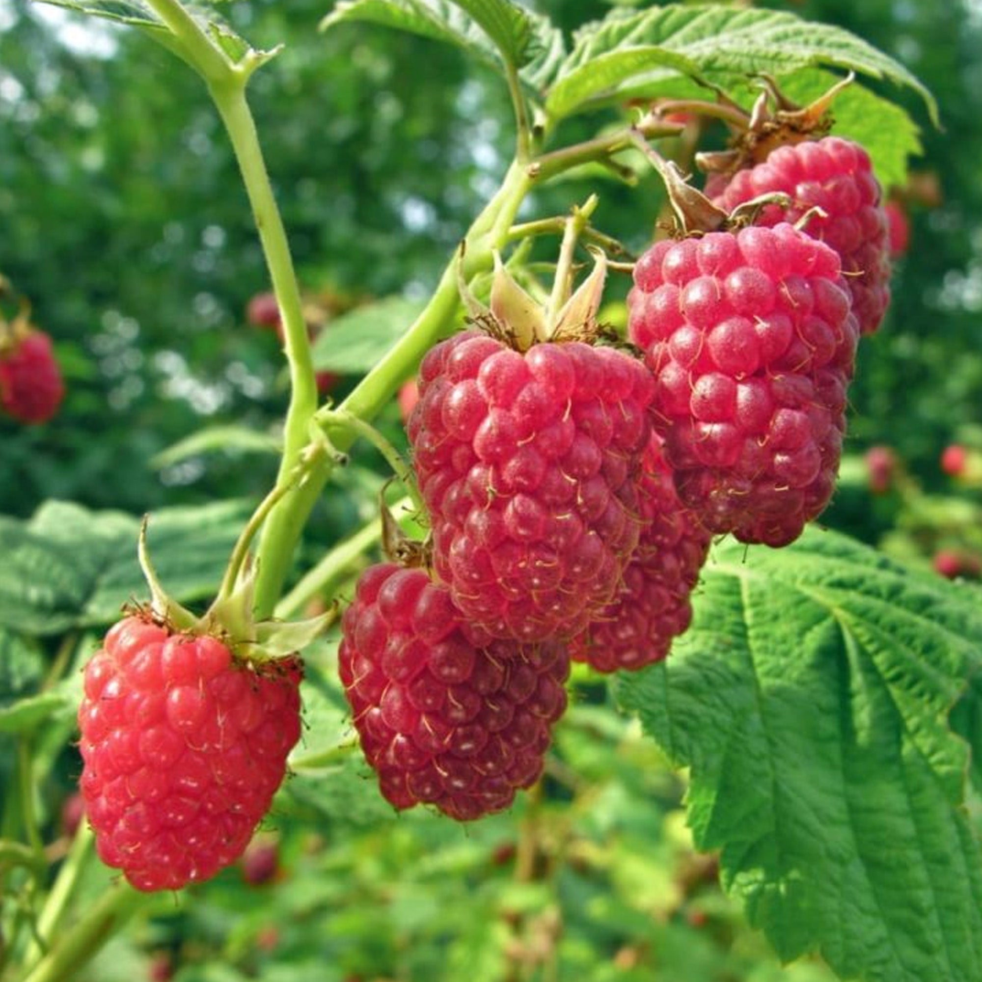 Raspberry Ruby Beauty – 247plants