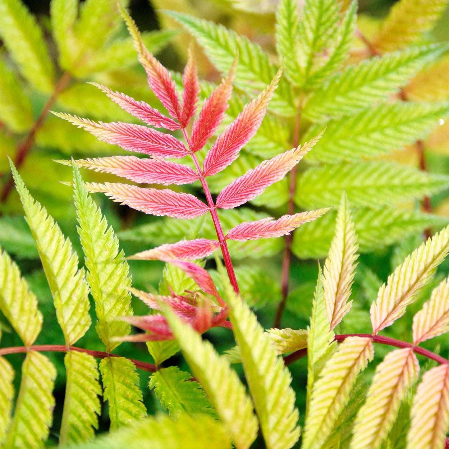 Sorbaria Sem (9cm)
