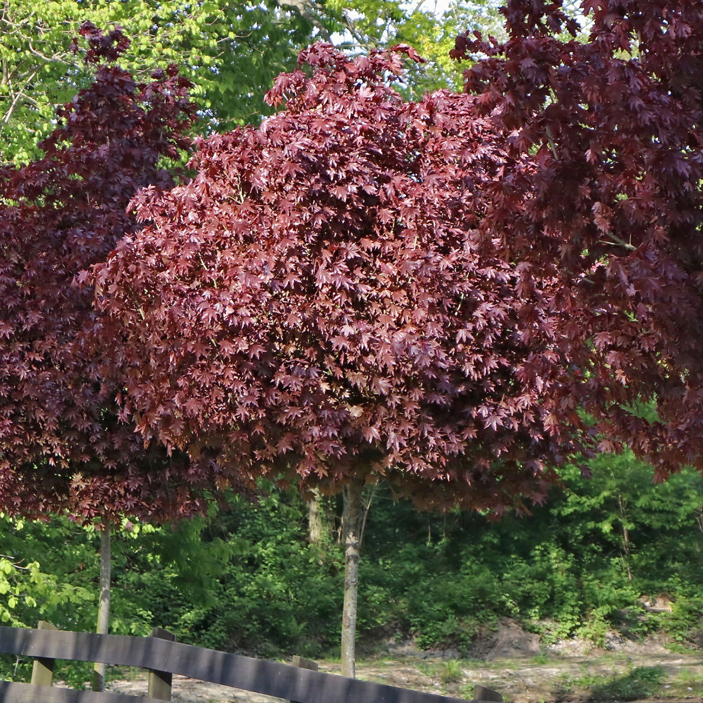 Acer Crimson Sentry Tree (12L, 5-6ft)
