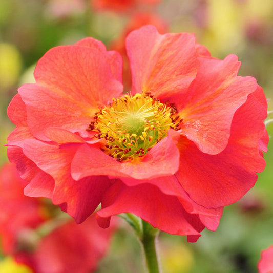 Geum Fiery Tempest