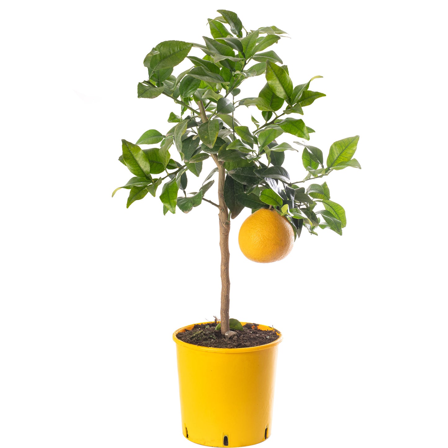 Citrus Trees