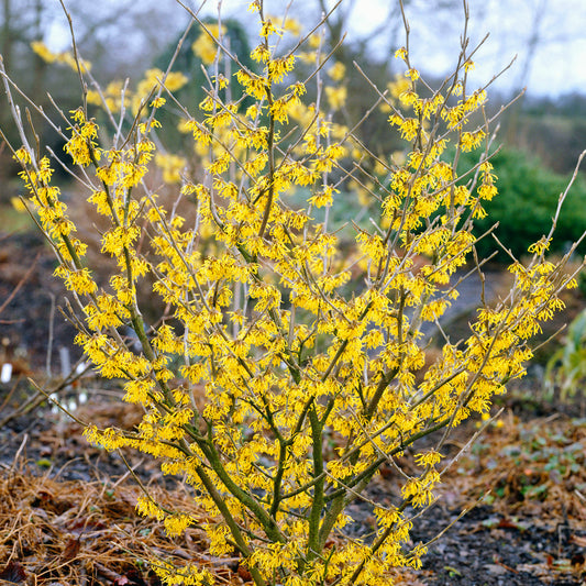 Hamamelis Arnold Promise