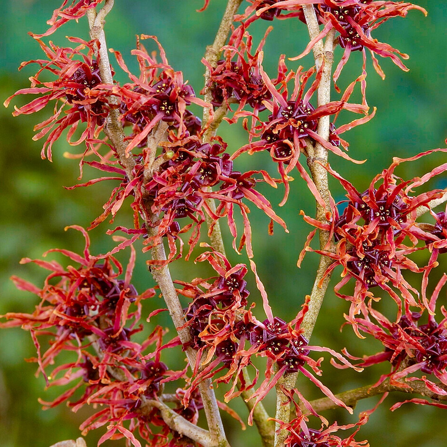 Hamamelis Feuerzauber