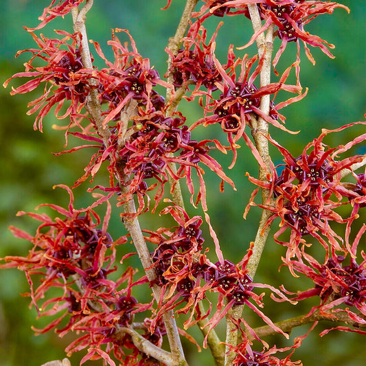 Hamamelis Feuerzauber