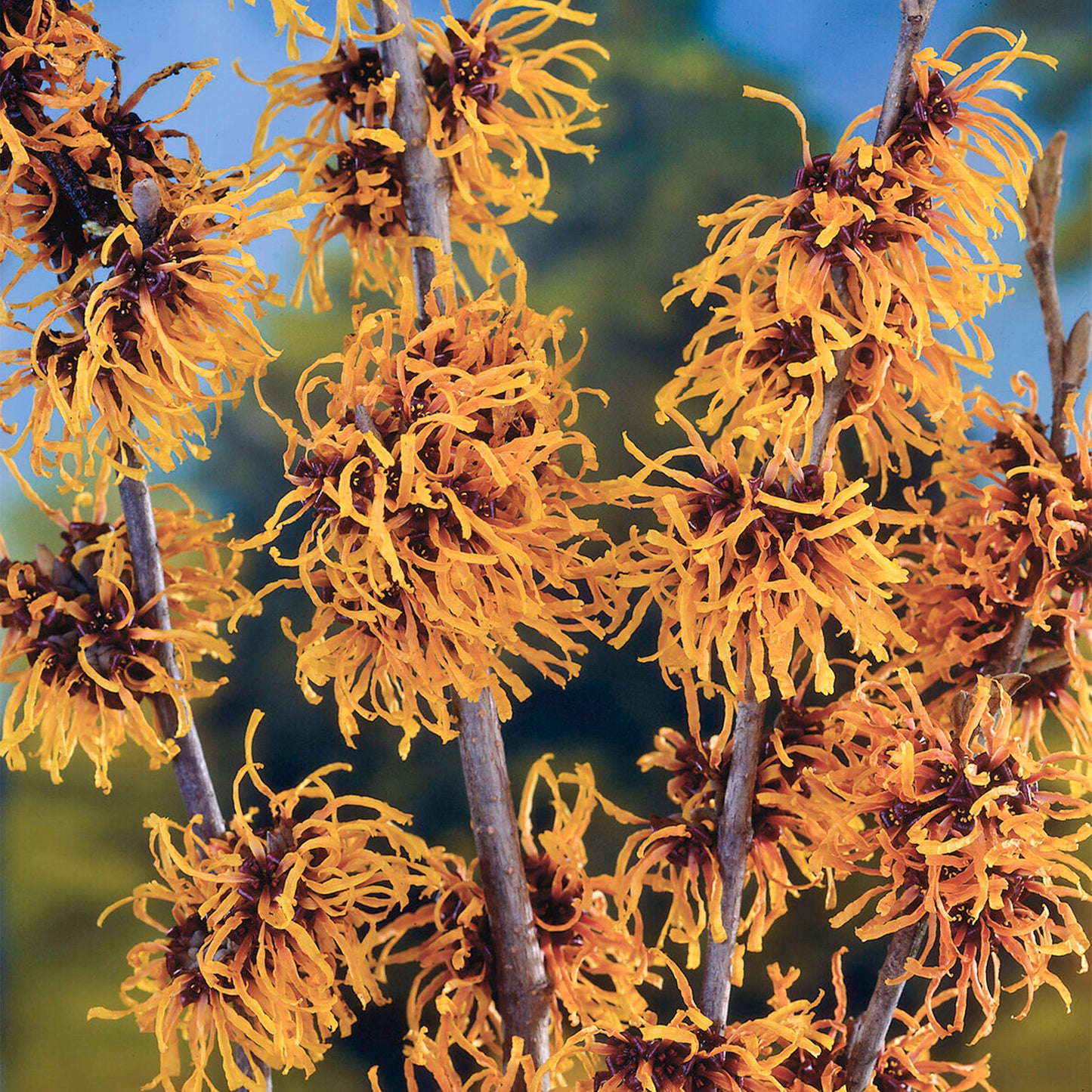 Hamamelis Orange Beauty