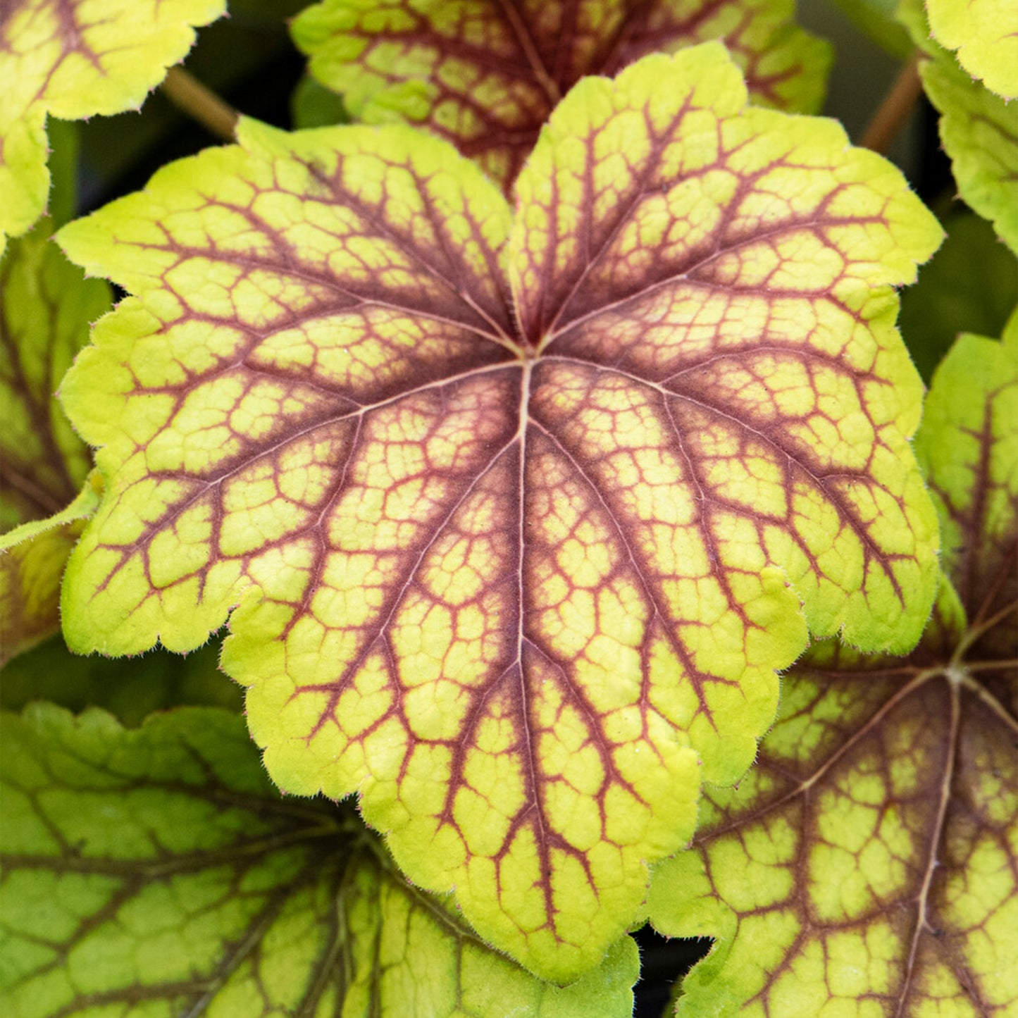 Heuchera Red Lightning