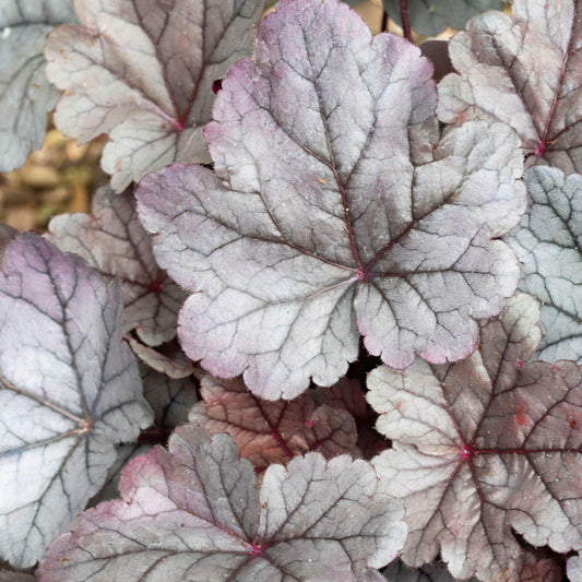Heuchera Silver Gumdrop