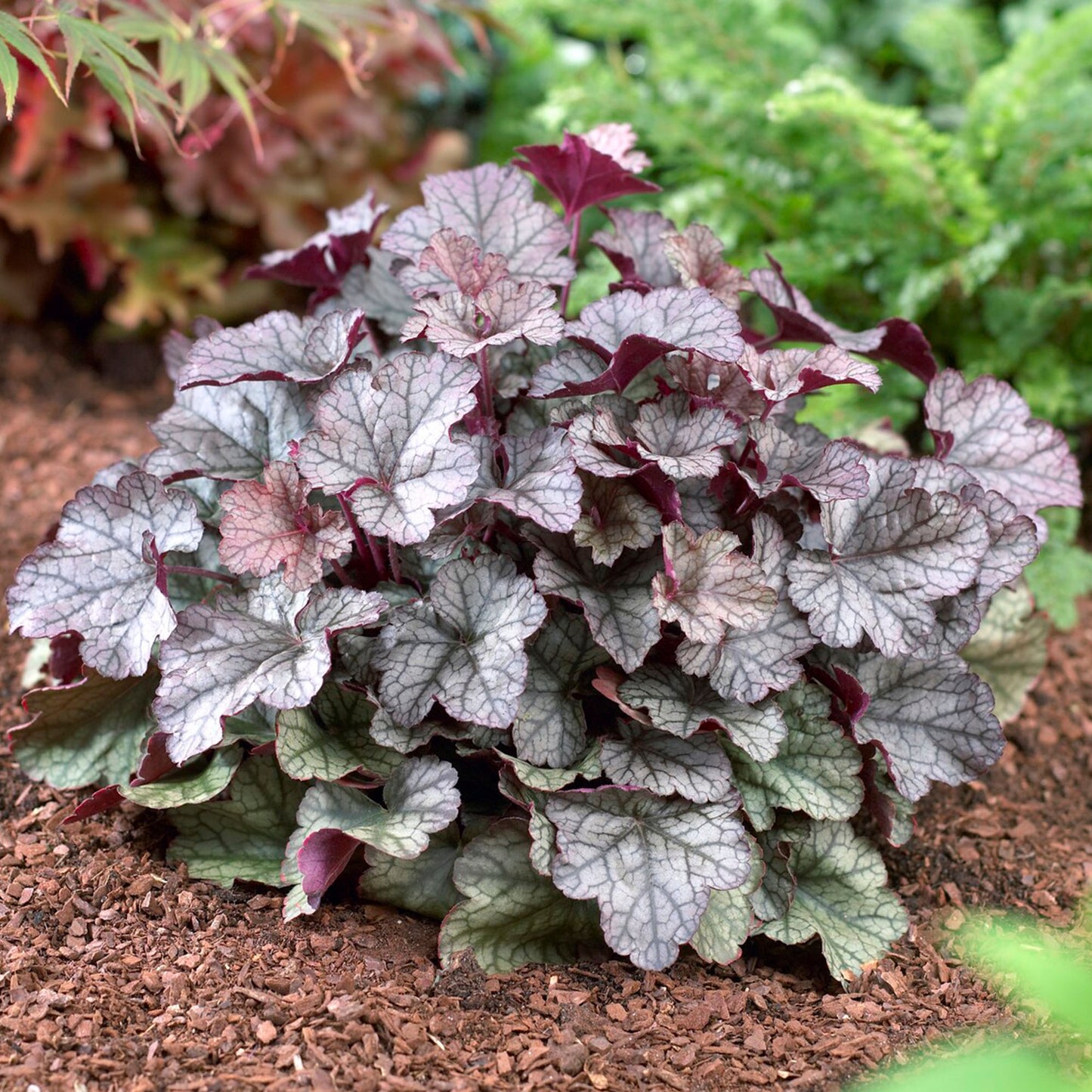 Heuchera Silver Scrolls