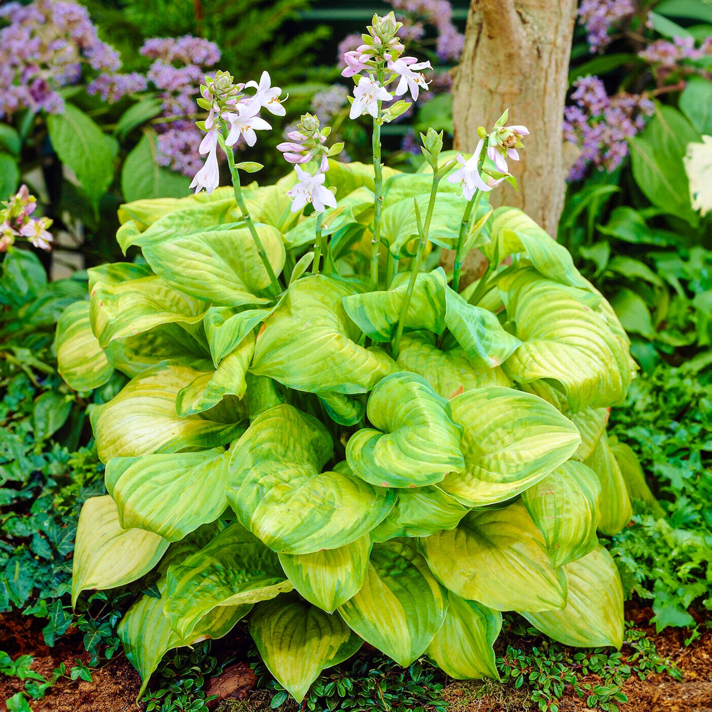 Hosta Guacamole