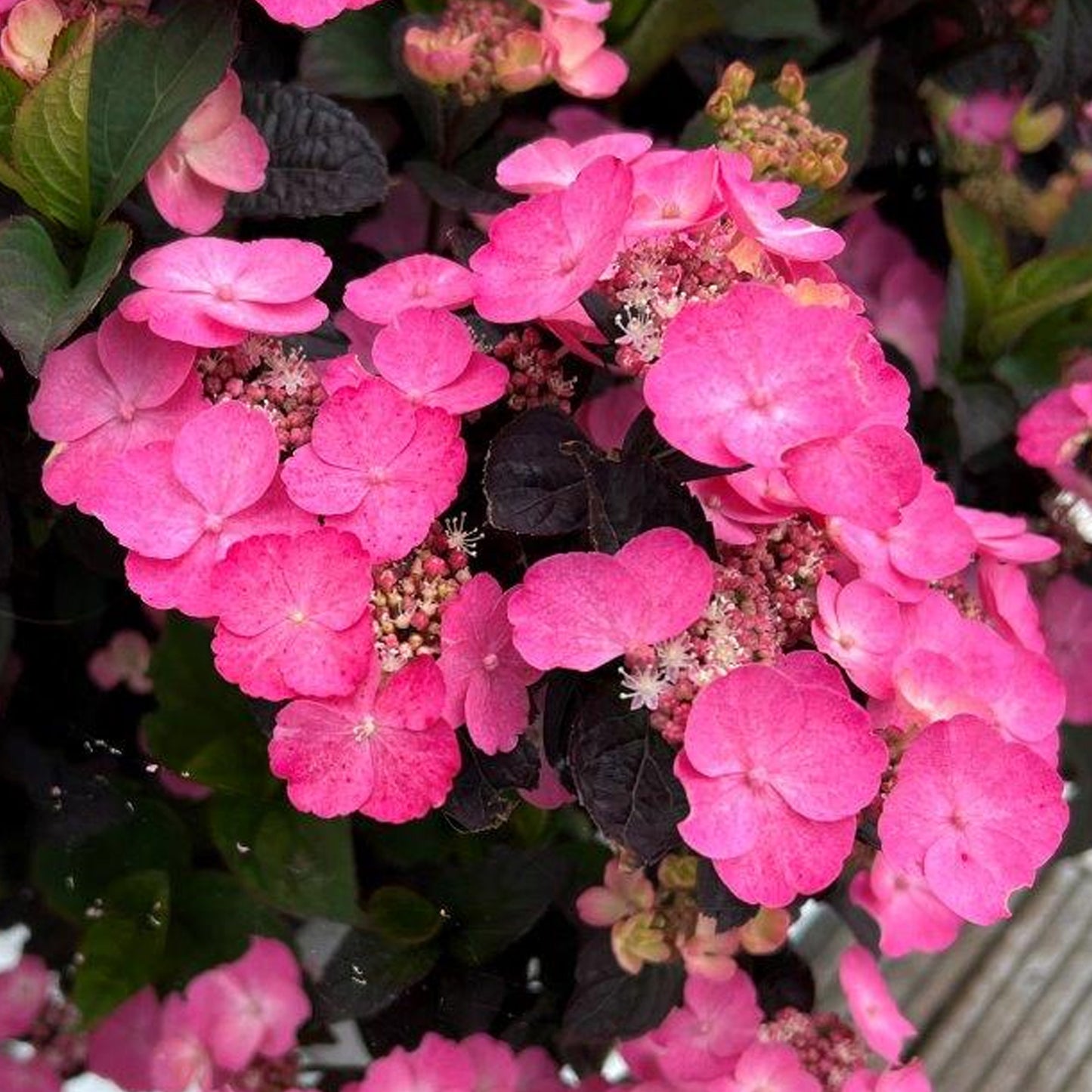 Hydrangea Daredevil