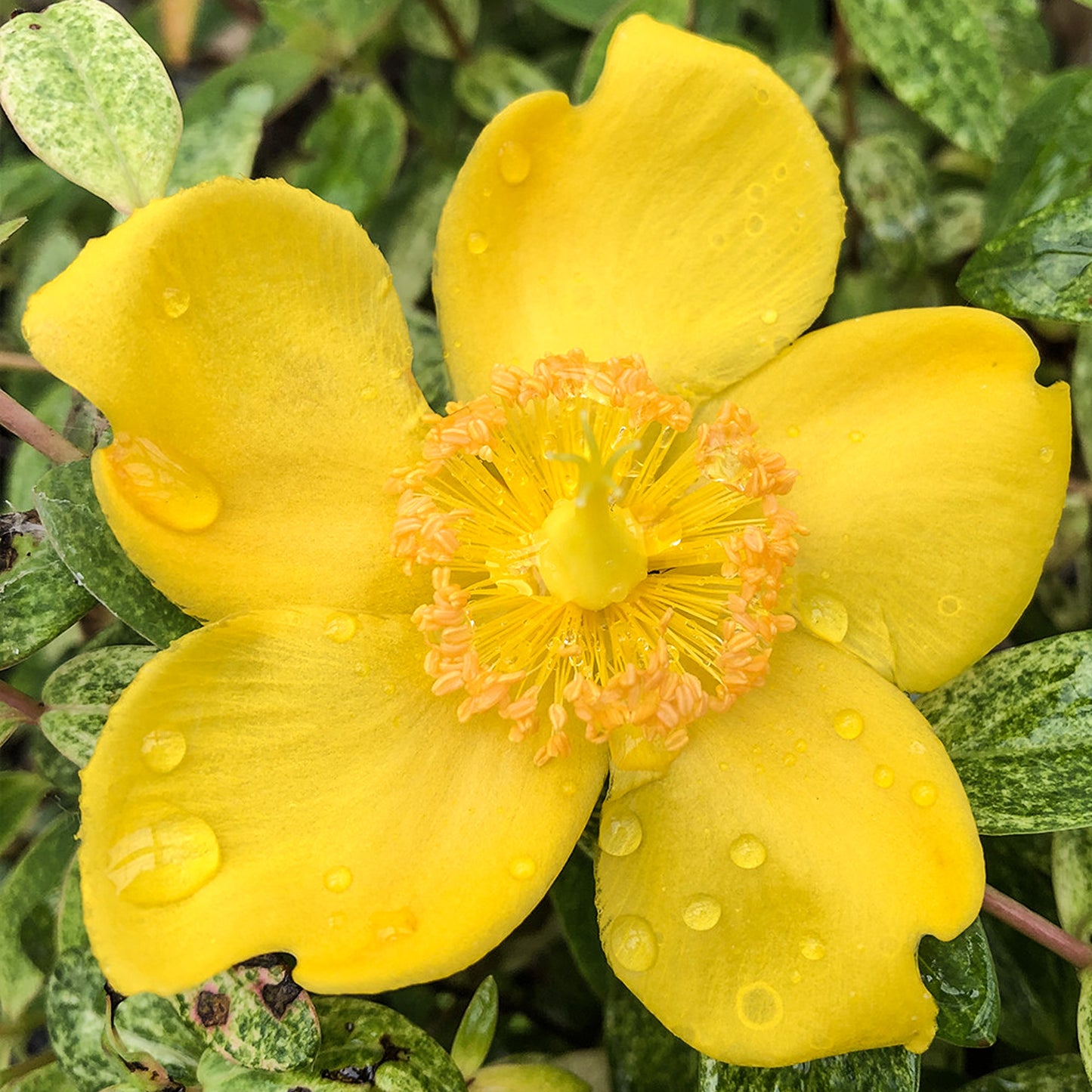 Hypericum Radiance