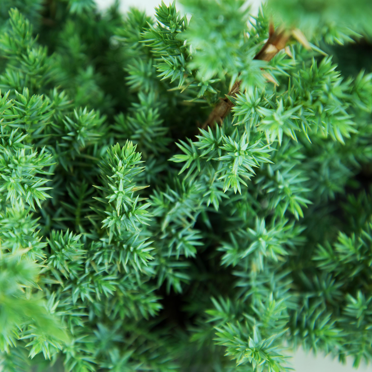 Juniperus Blue Alps (9cm)