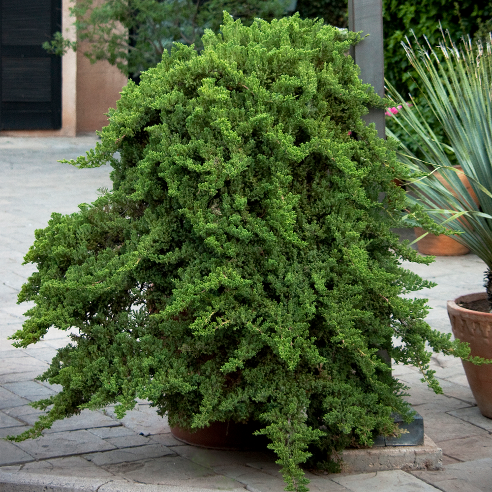 Juniperus Nana (9cm)