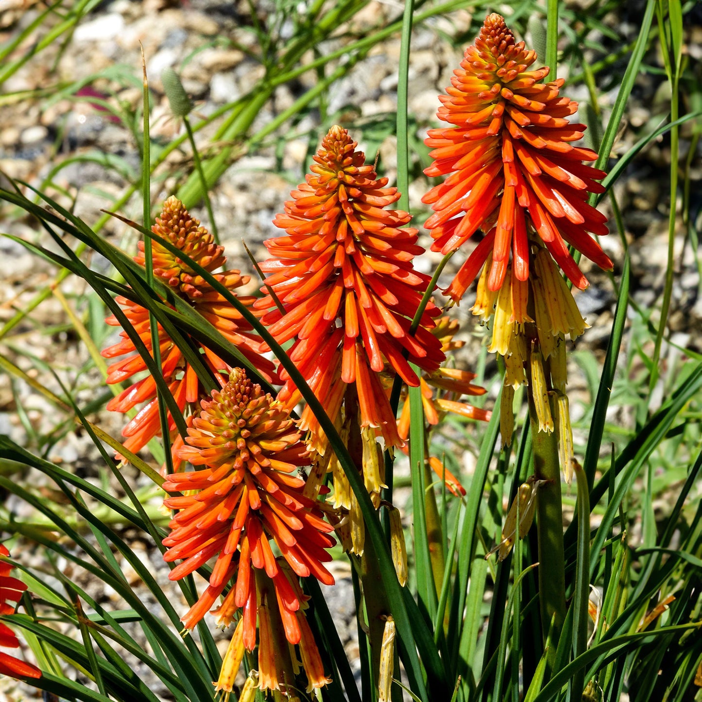 Kniphofia Poco Orange