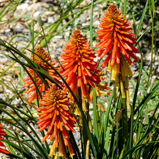 Kniphofia Poco Orange