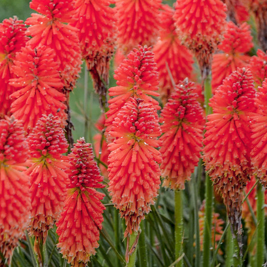 Kniphofia Poco Red