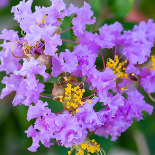 Lagerstroemia Cordon Bleu