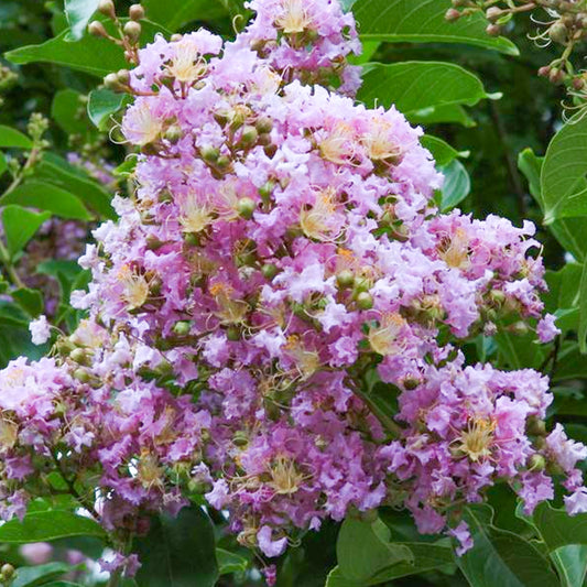Lagerstroemia Muskogee