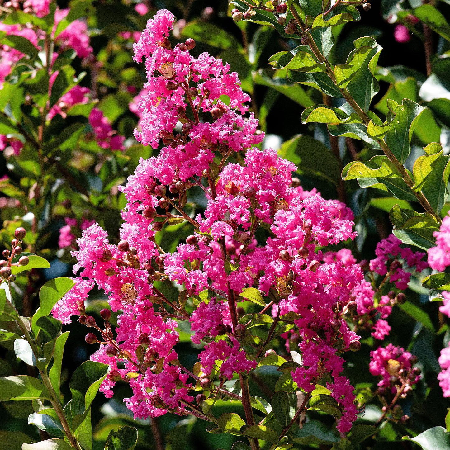 Lagerstroemia Rosea