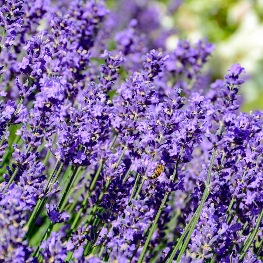 Herbs - English Lavender, Lavandula Hidcote