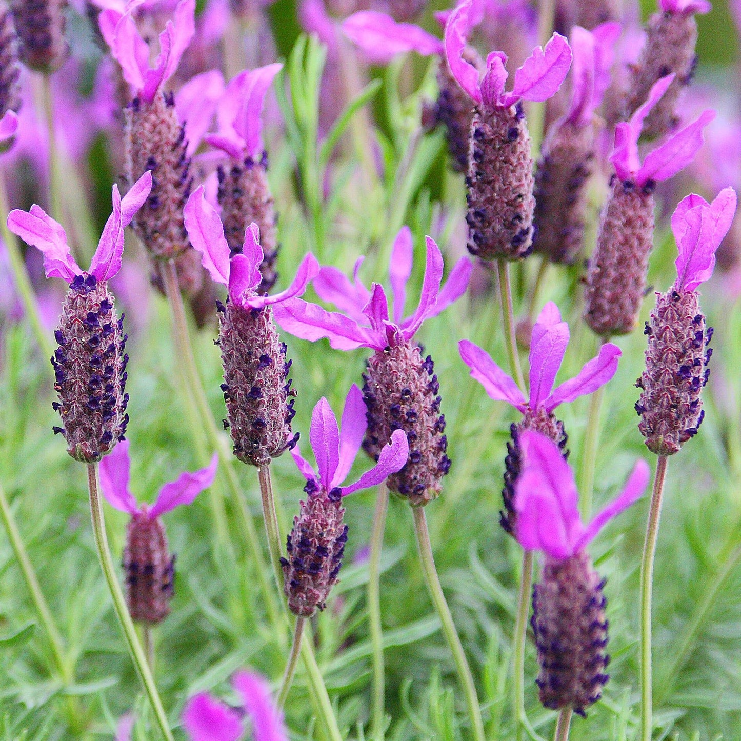 Herbs - French Lavender, Lavandula Stoechas