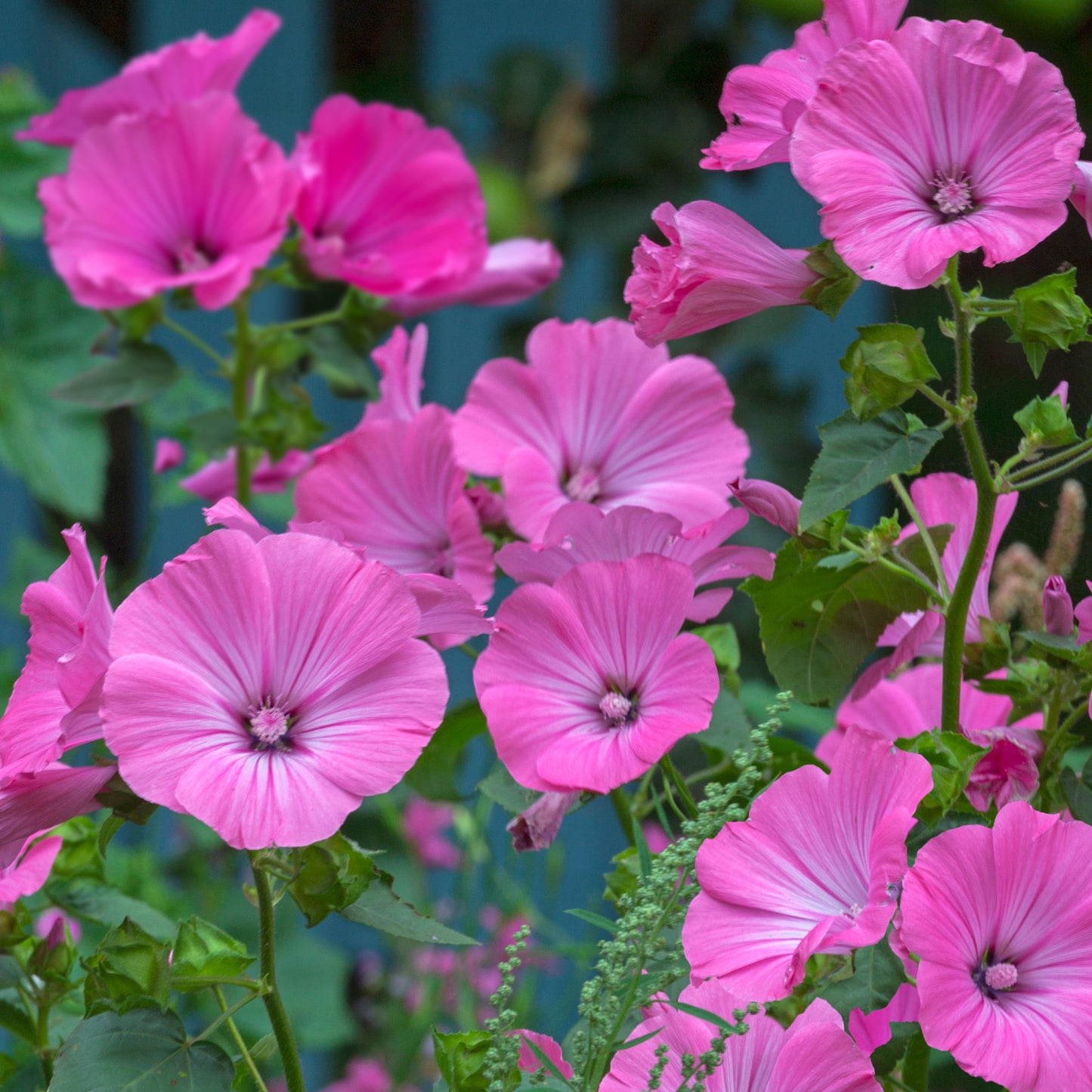 Lavatera Princess Pink