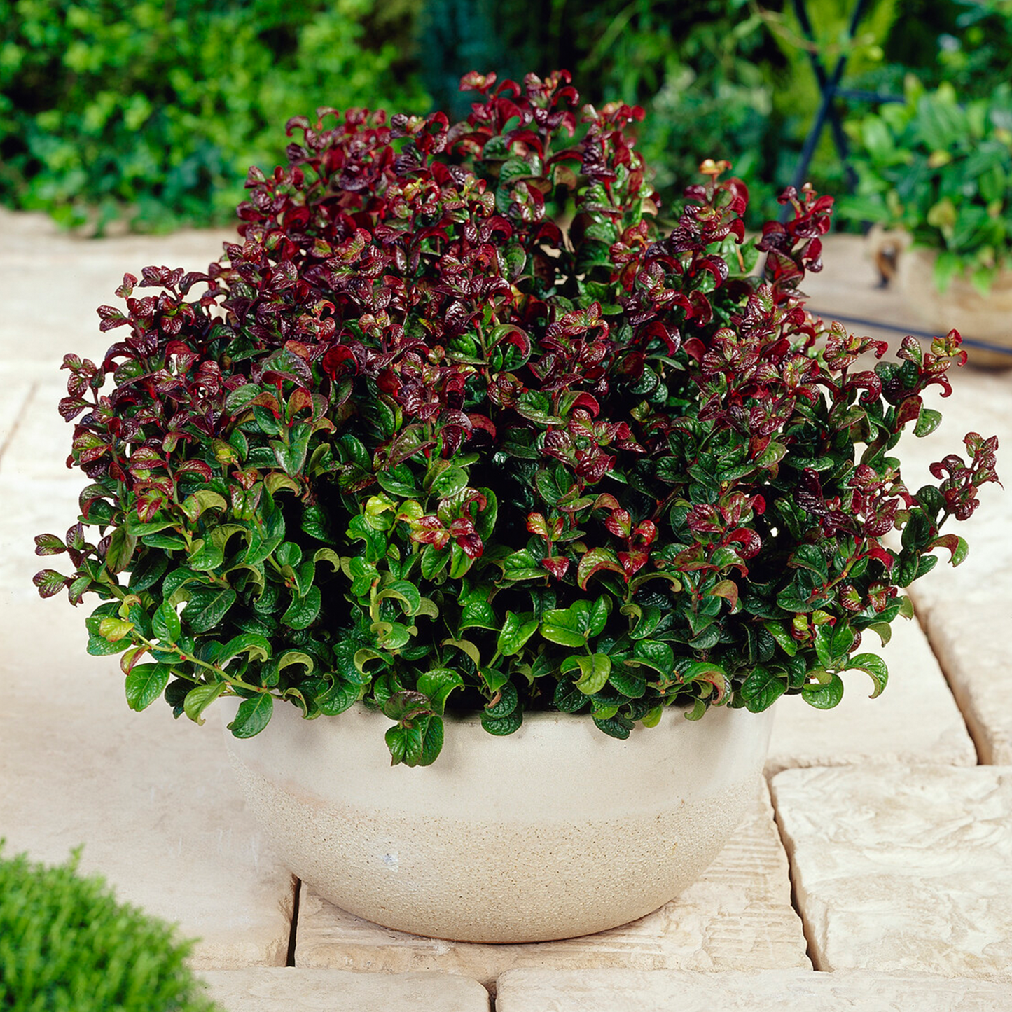 Leucothoe Curly Red