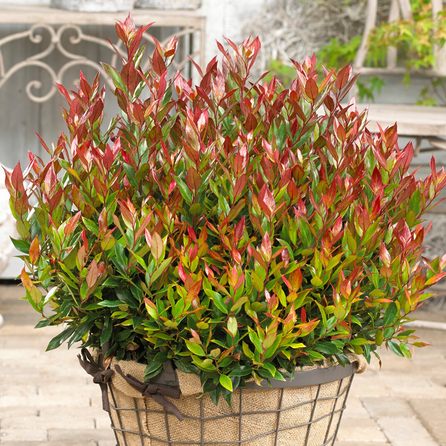 Leucothoe Little Flames