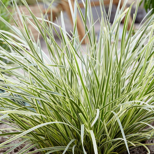 Lomandra White Sands