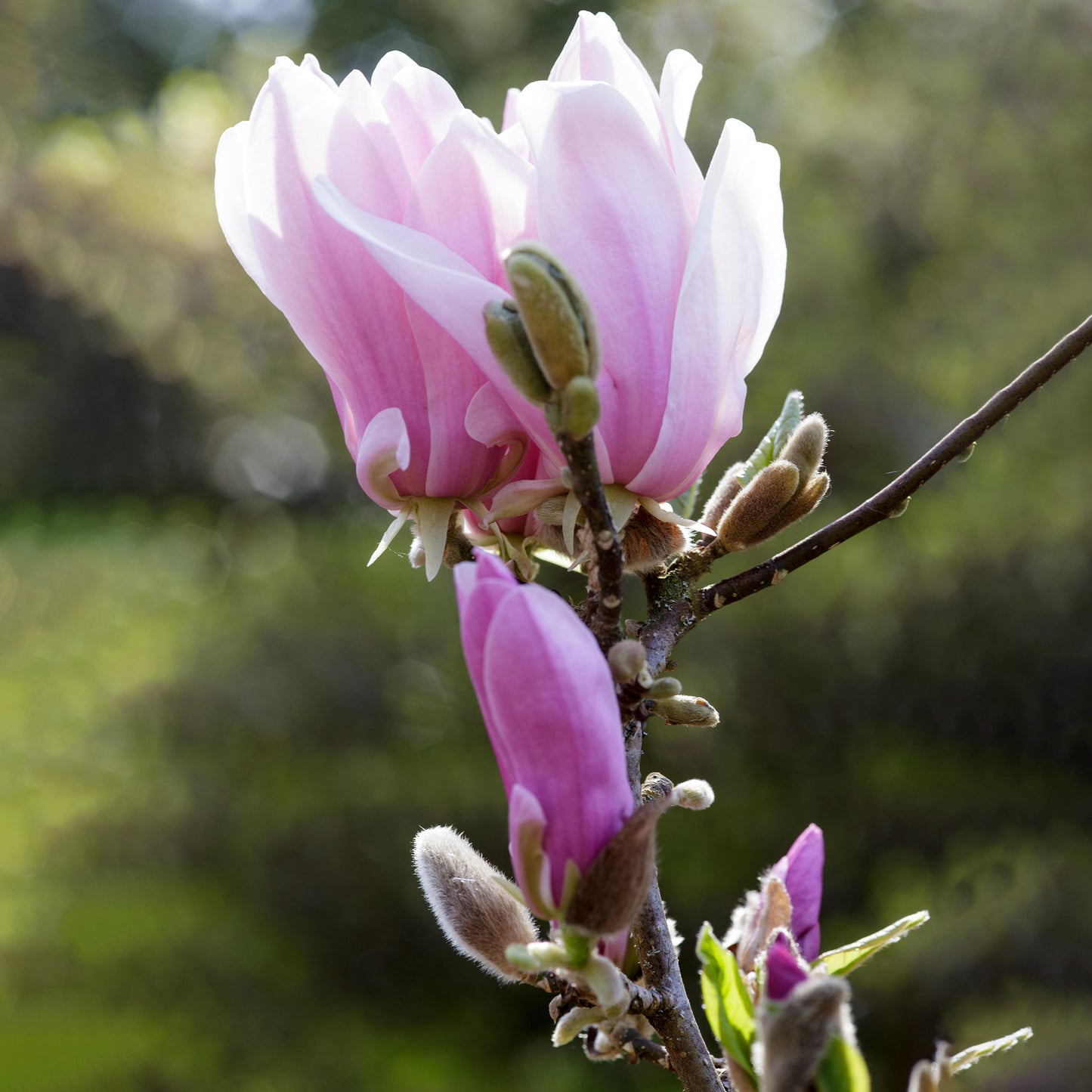 Magnolia George Henry Kern