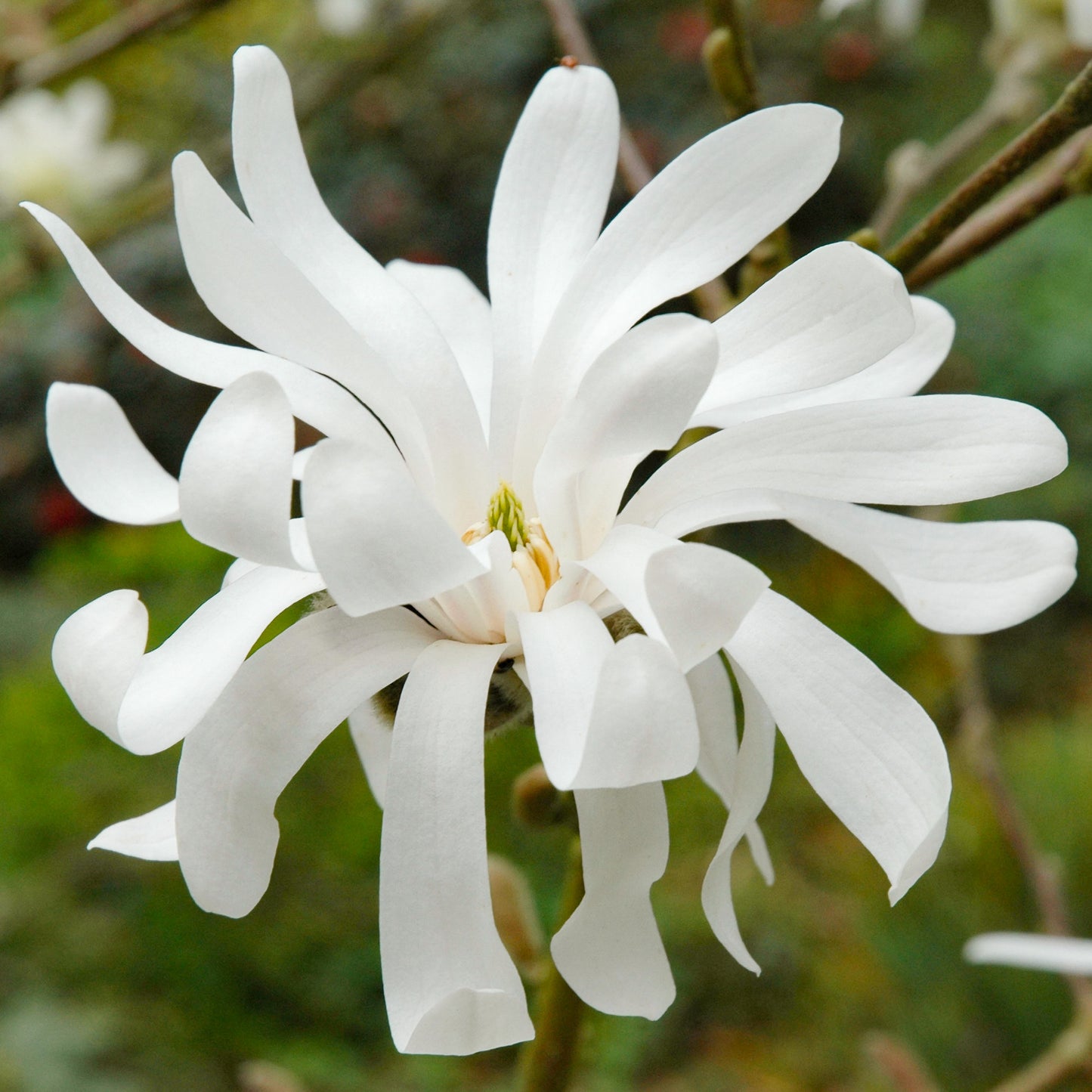 Magnolia Royal Star