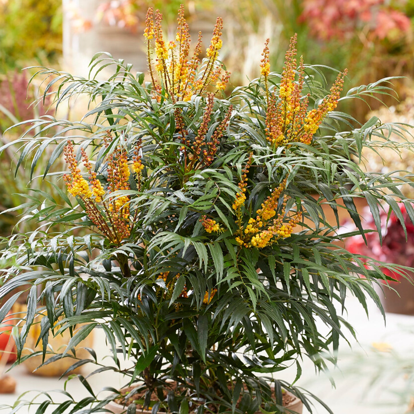 Mahonia Volcano