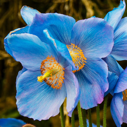 Meconopsis Blue