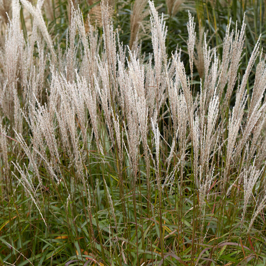 Miscanthus Navajo