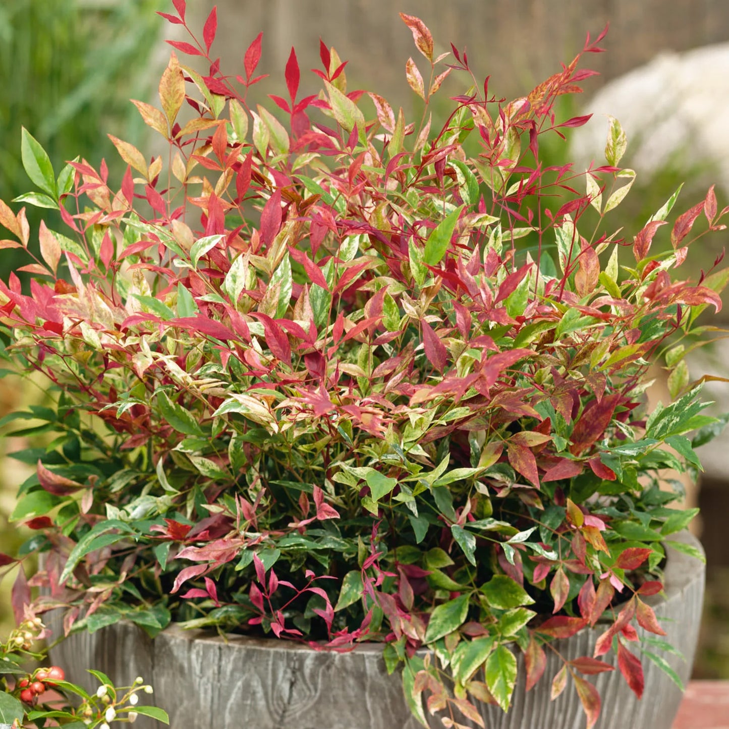 Nandina Red Light