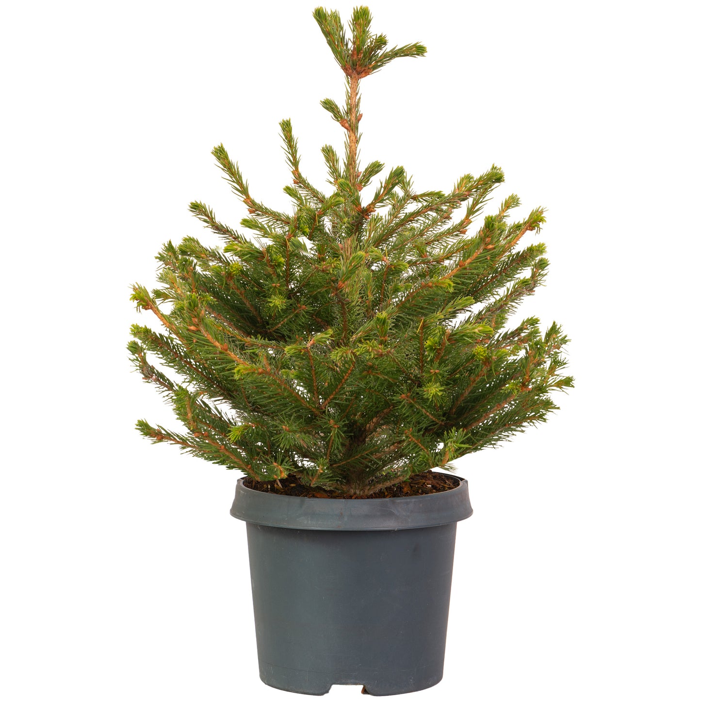 Norway Spruce Pot Grown Tabletop Christmas Tree