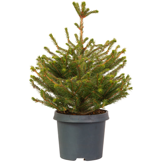 Norway Spruce Pot Grown Tabletop Christmas Tree