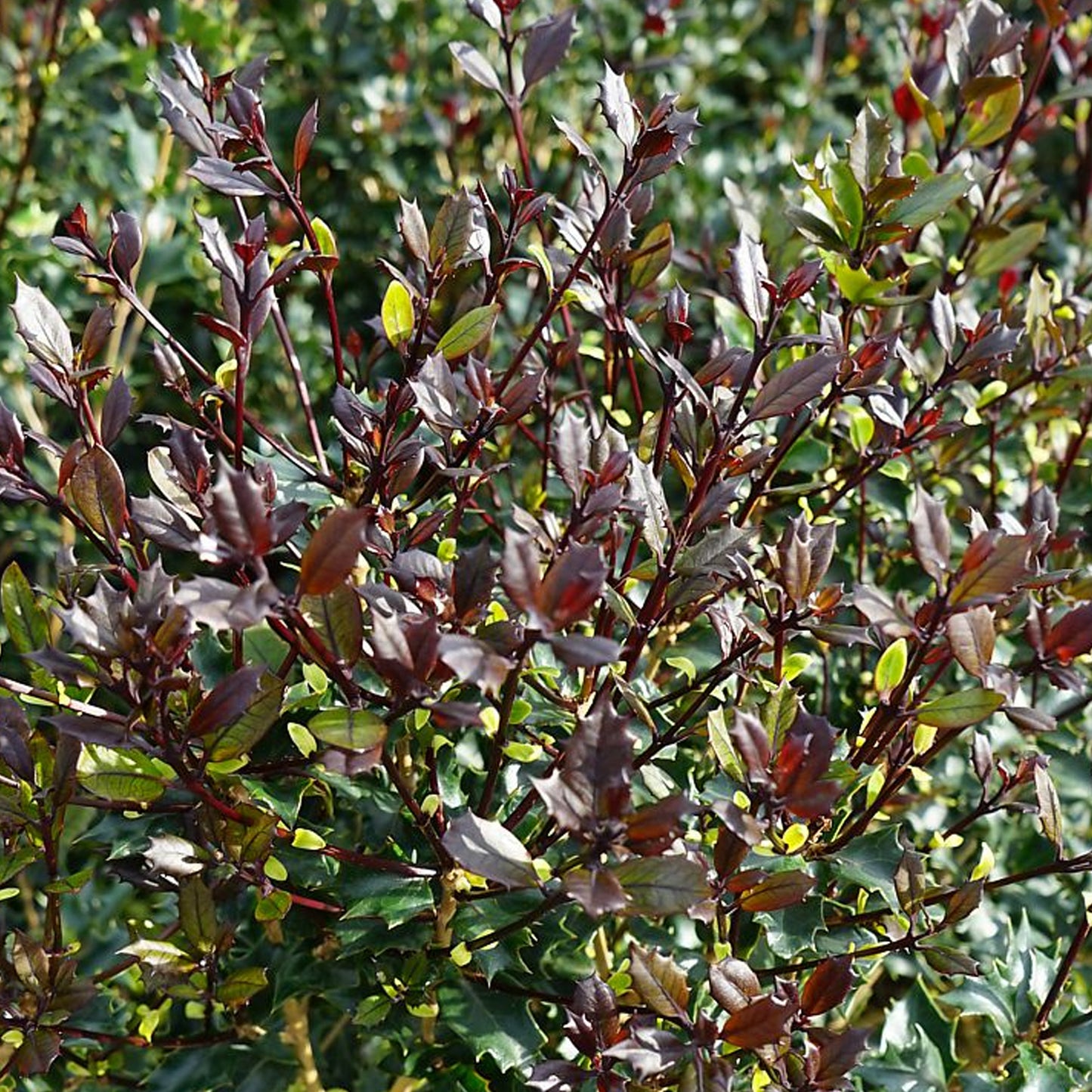 Osmanthus Purpureus