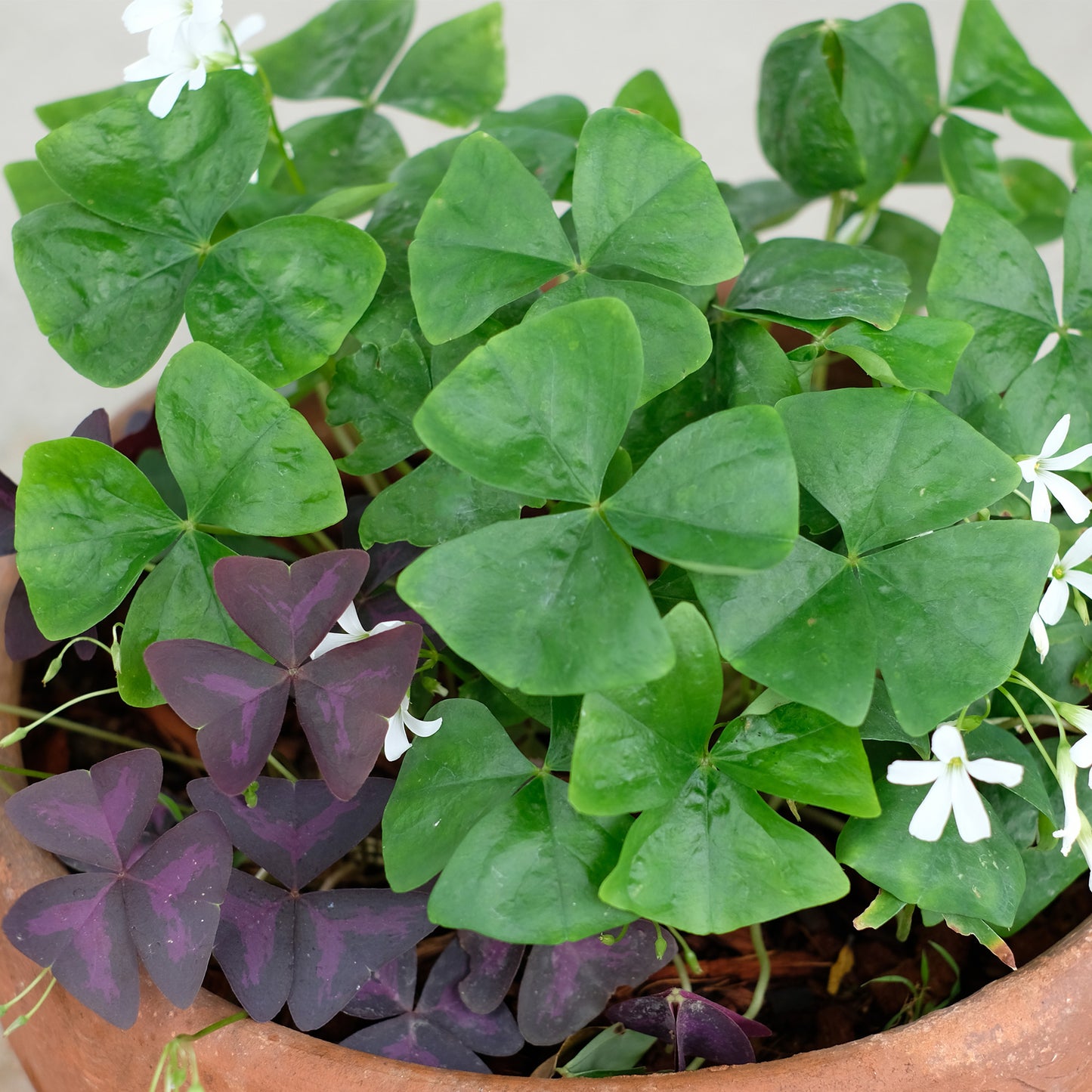 Oxalis Triangularis Green