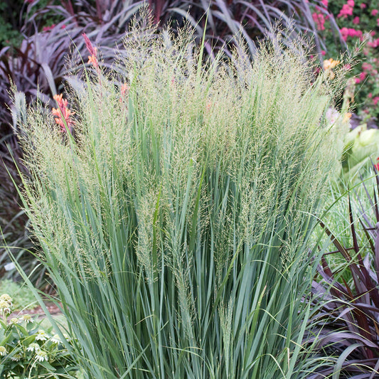 Panicum Northwind