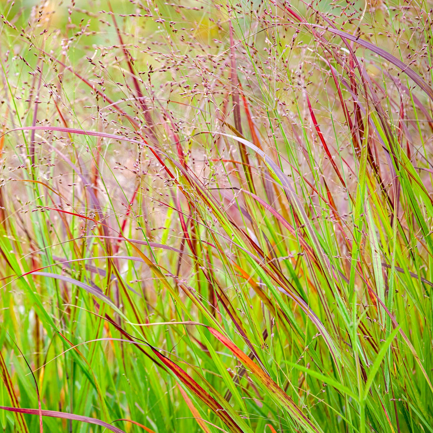 Panicum Shenandoah