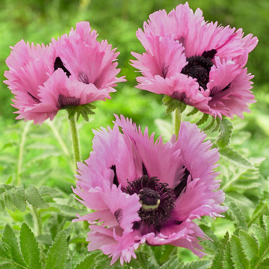 Papaver Pink Perfection